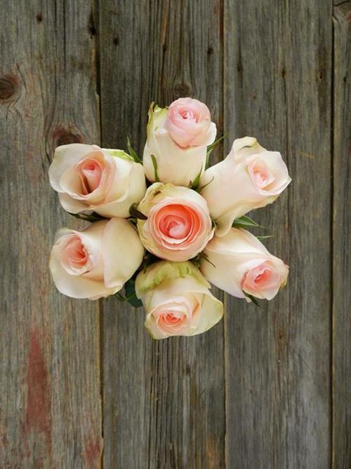 SENORITA  LIGHT PINK ROSES